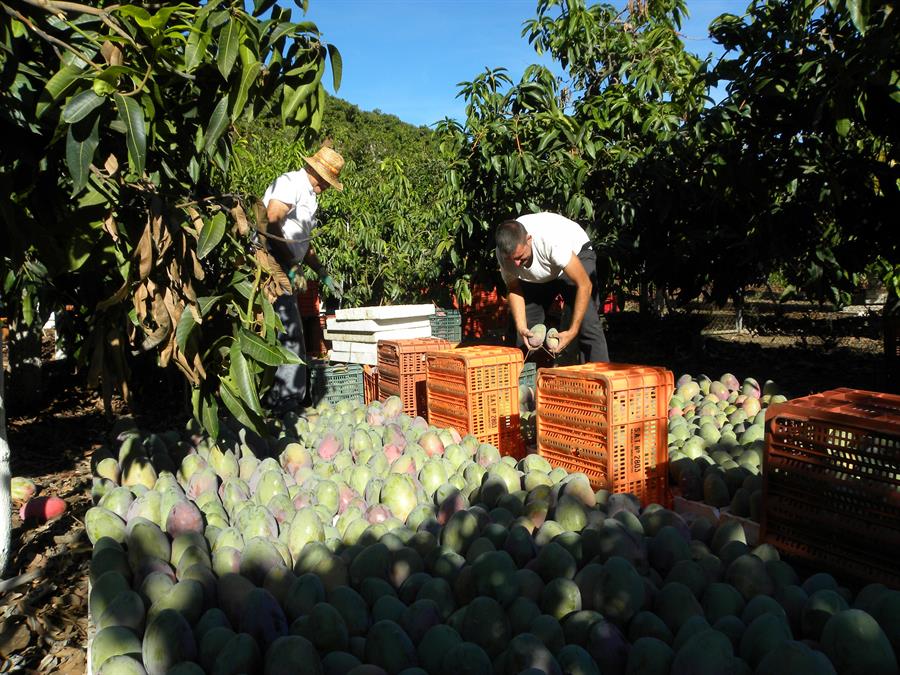 Intertropic pide extremar los controles de madurez del mango español